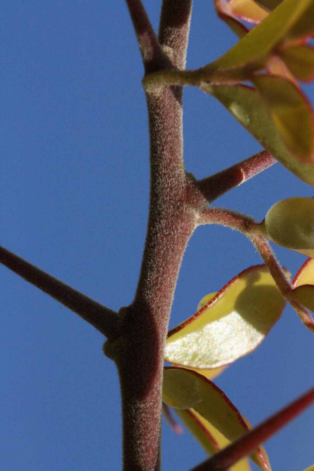              First year twig (Riverside, CA)       